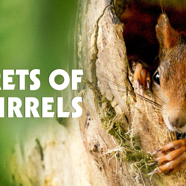Secrets of Squirrels