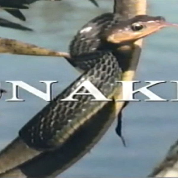 Predators of the Wild: Snake