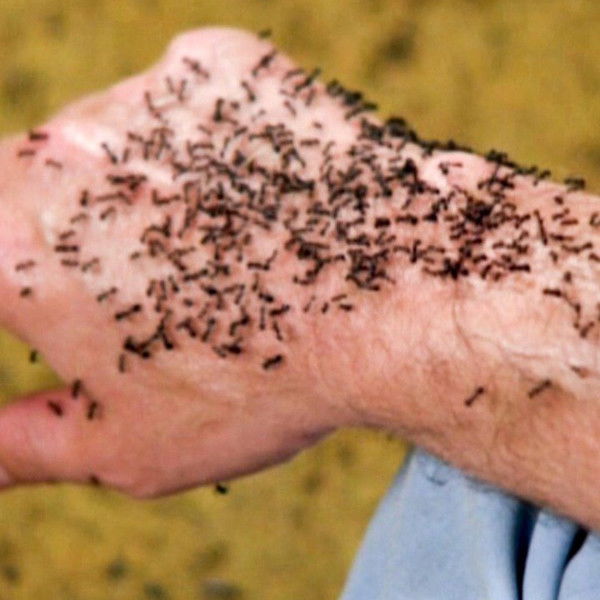 It Happened at Lakewood Manor