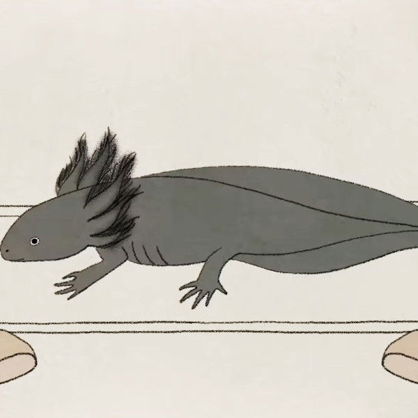 These Salamanders Snack on Each Other (But Don't Die)