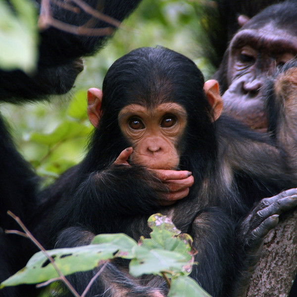 Jane Goodall: Saving Paradise