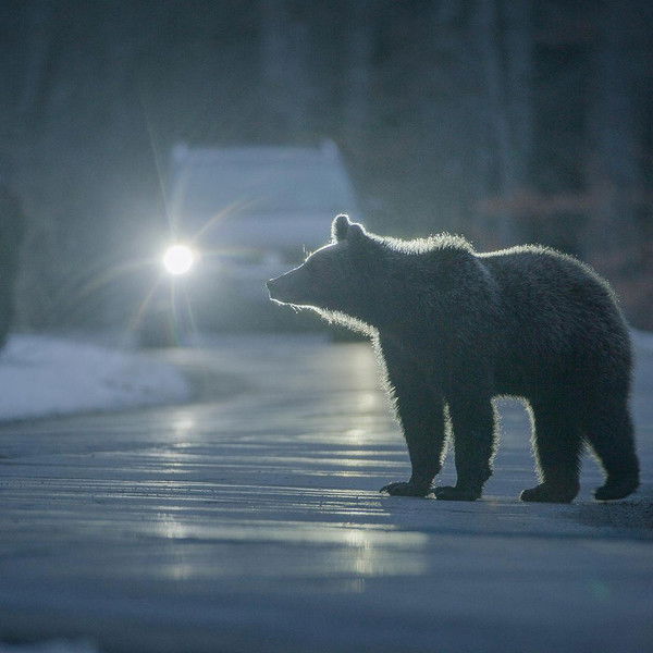 Backyard Bears of Transylvania