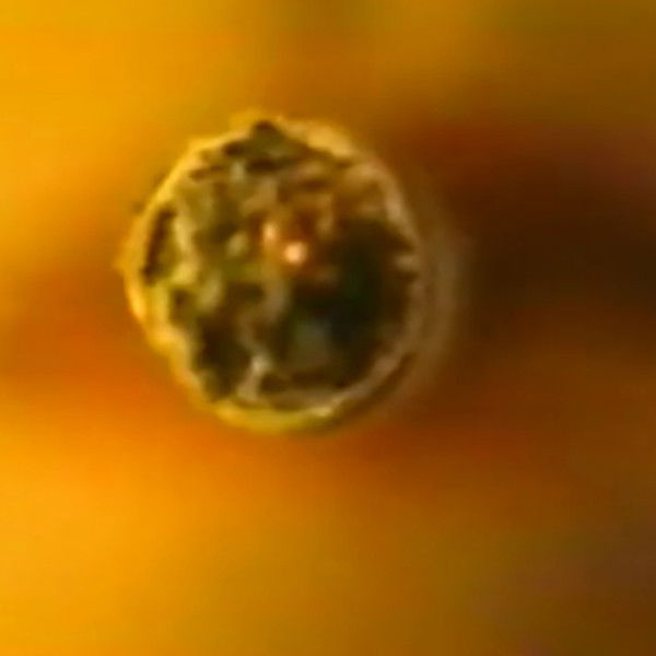 White Trash At Heart