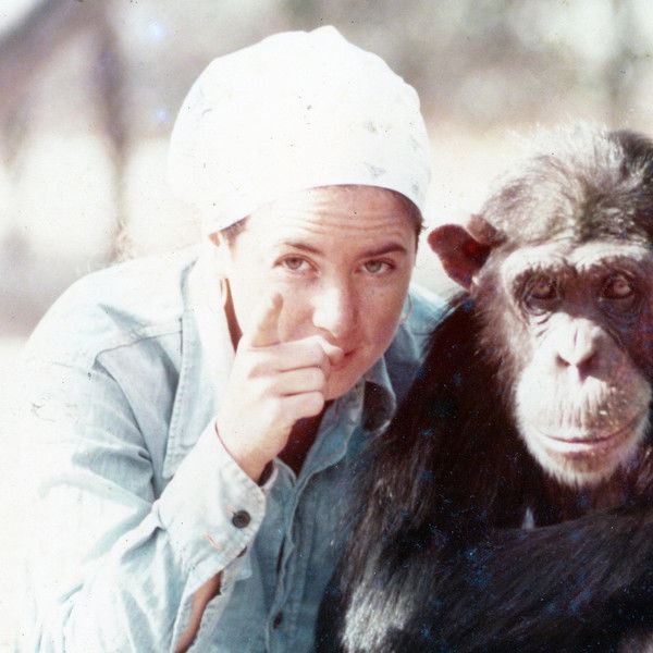 Lucy the Human Chimp