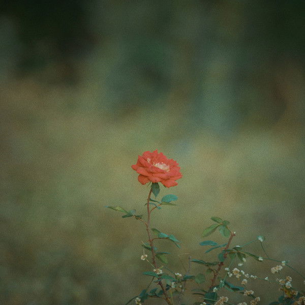 The Merchant of Vinashna