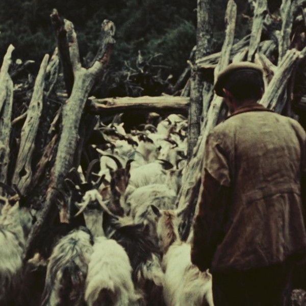 Orgosolo’s Shepherds