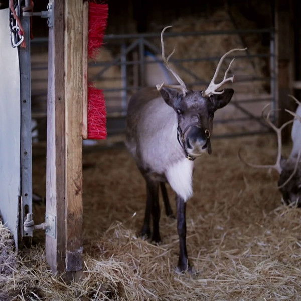 Christmas in the Cotswolds