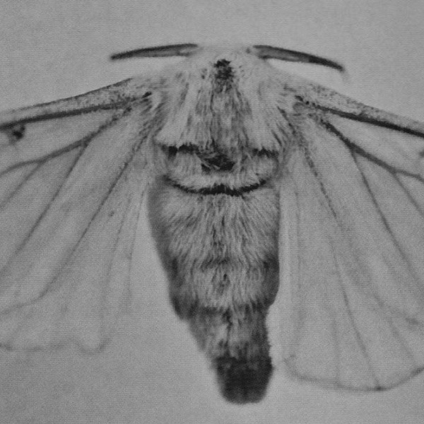 AFI: I Heard a Voice