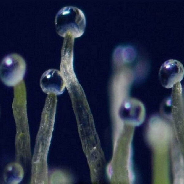 What If Cannabis Cured Cancer