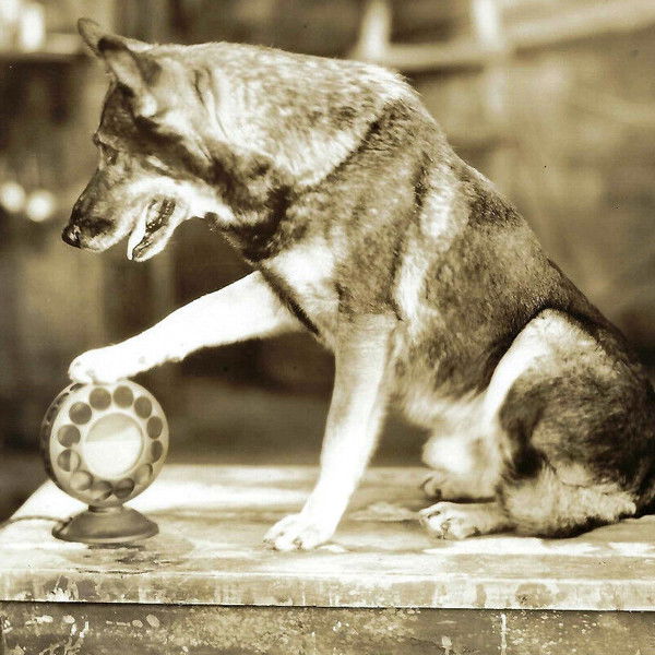 The Million Dollar Collar