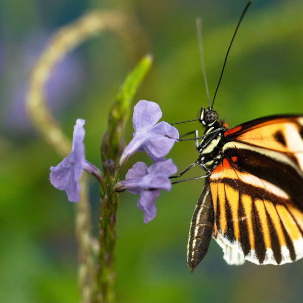 Sex, Lies and Butterflies