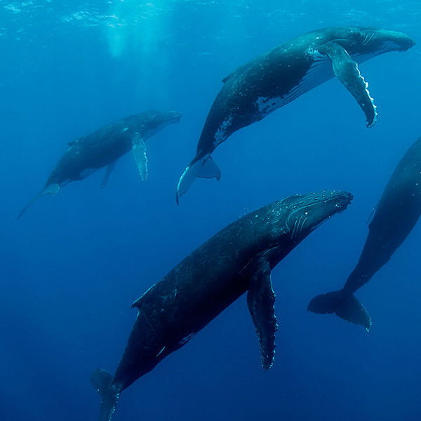 Humpback Whales