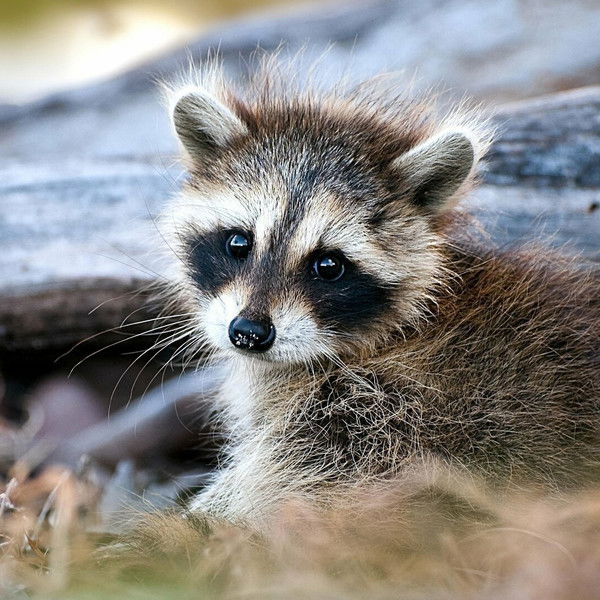 The Raccoon; The King of Survivalism