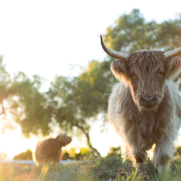 The Biggest Little Farm: The Return