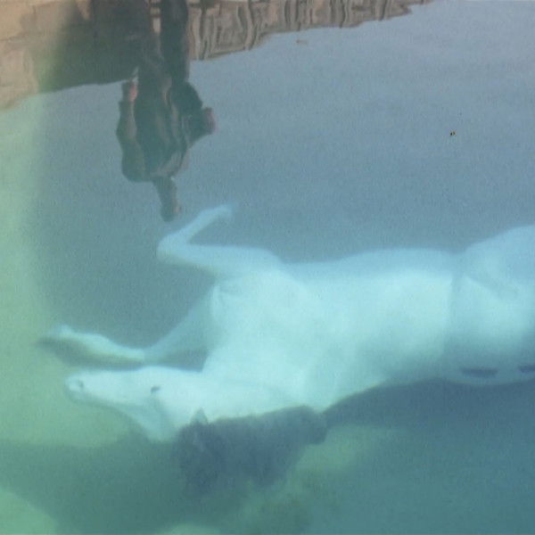 The Day of the Locust