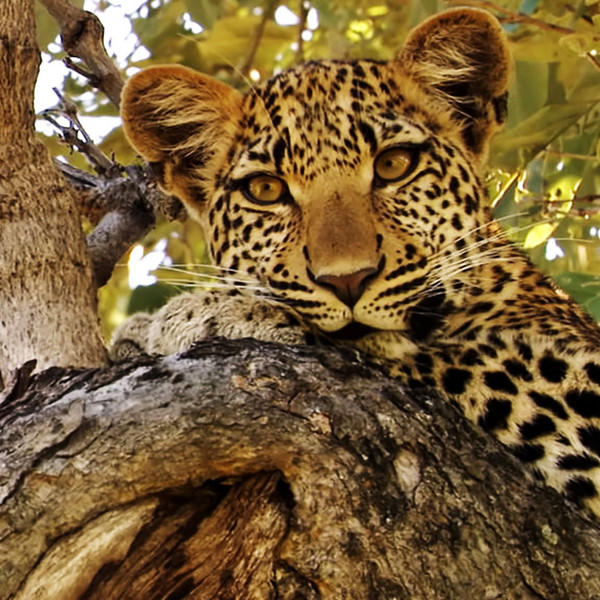 Eye of the Leopard