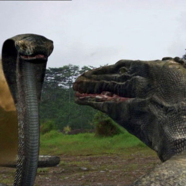 Komodo vs. Cobra