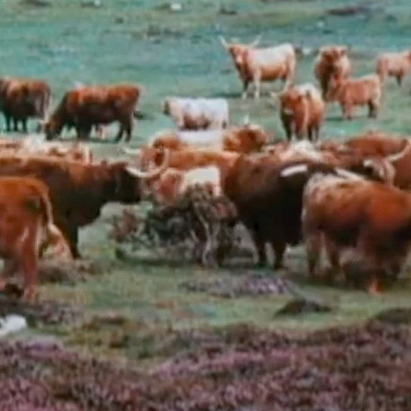 A Wee Bit of Scotland