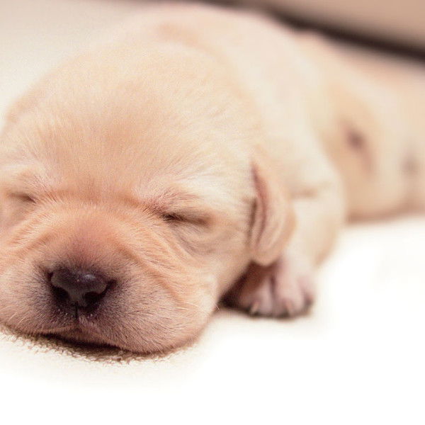 Quill: The Life of a Guide Dog