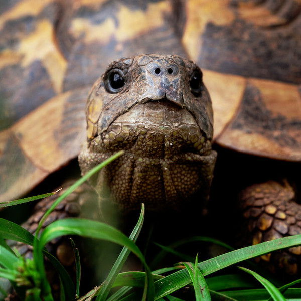 Corsica: Mountains in the Sea