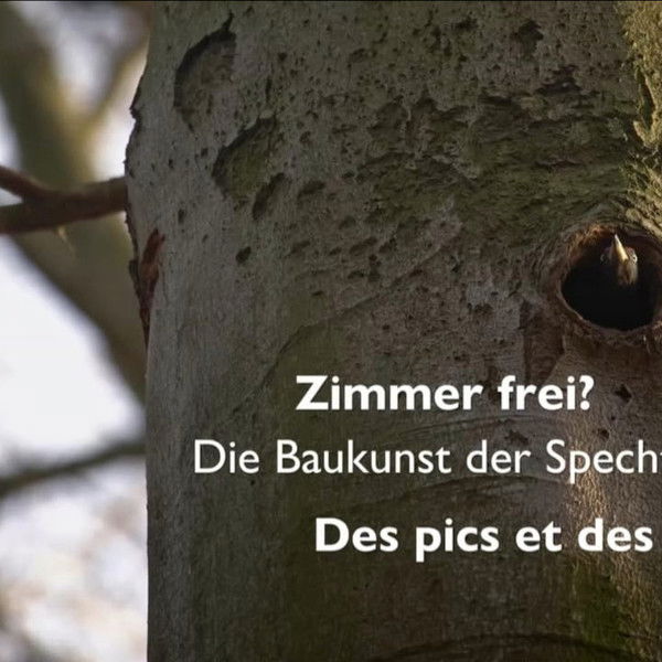 Knock knock – a Woodpeckers world