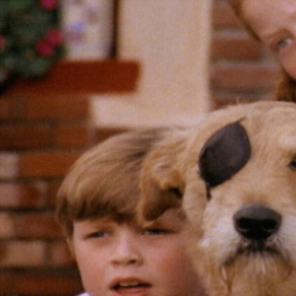 Sherlock: Undercover Dog