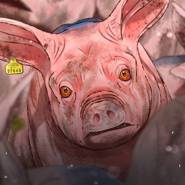 Pig That Survived Foot-and-Mouth Disease