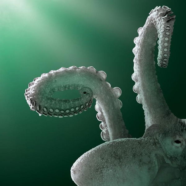 Aliens of the Deep Sea