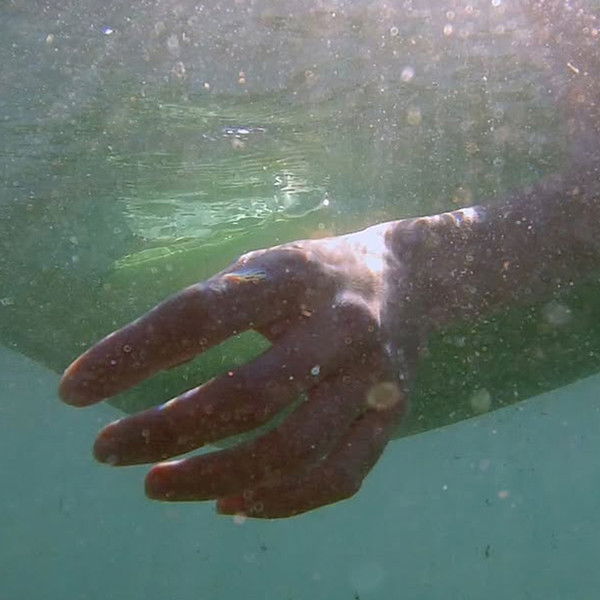 Depredadores sobre el mar