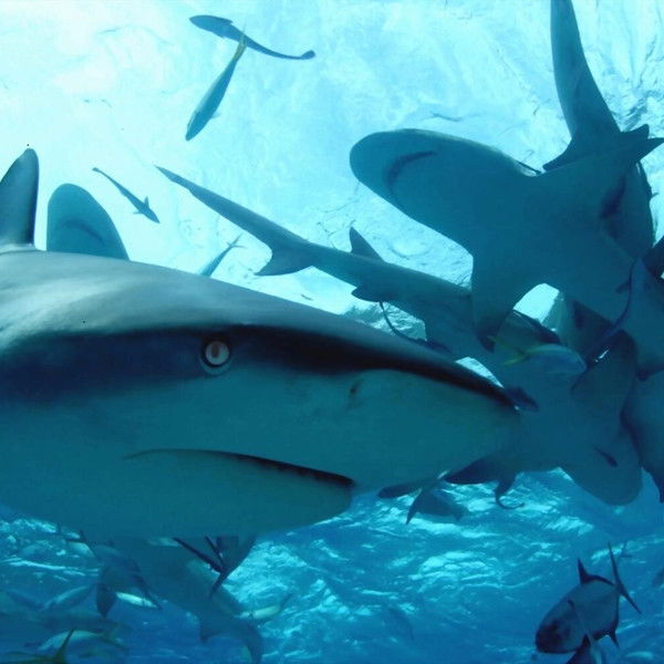 Diving with Sharks: The Ultimate Guide