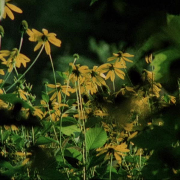 Private Vices, Public Virtues