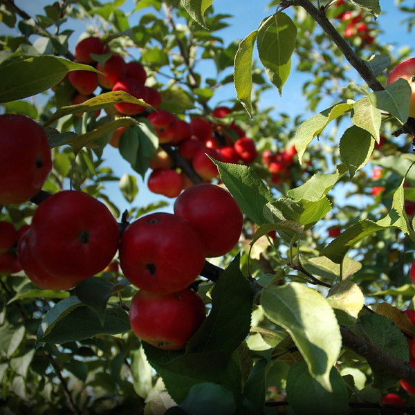 The Botany of Desire