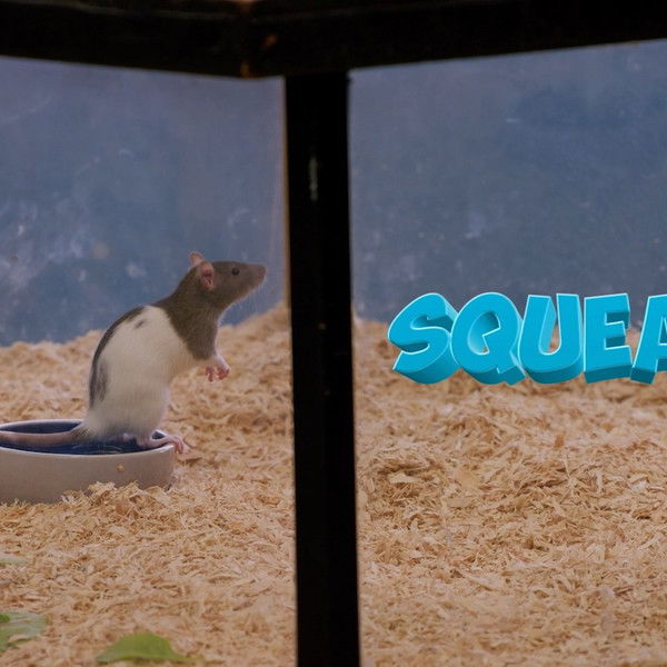 Squeaky the Rat