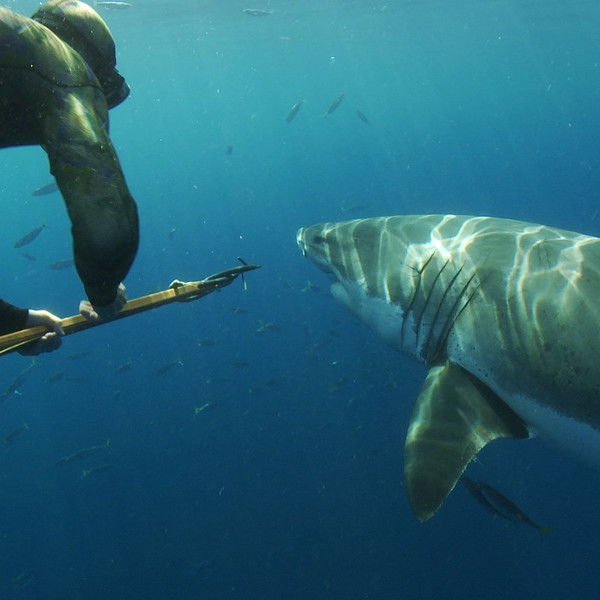 Great White Shark: Beyond the Cage of Fear