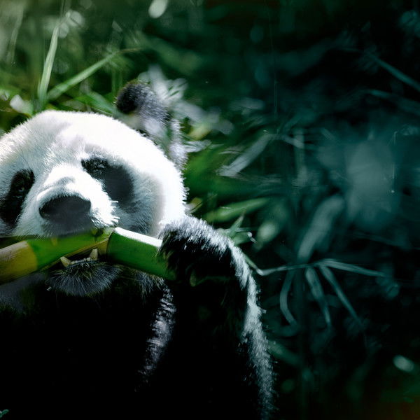 The Hidden Kingdoms of China