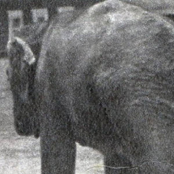 The Elephant Got Lost