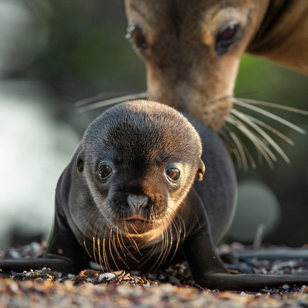 Sea Lions of the Galapagos