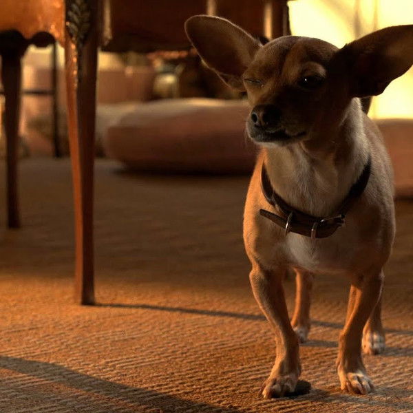 Beverly Hills Chihuahua 3: Viva la Fiesta!