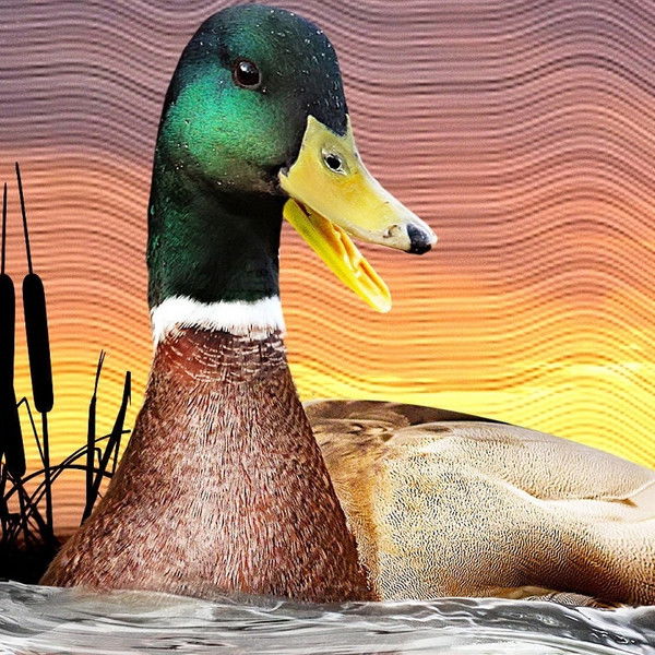 The Million Dollar Duck