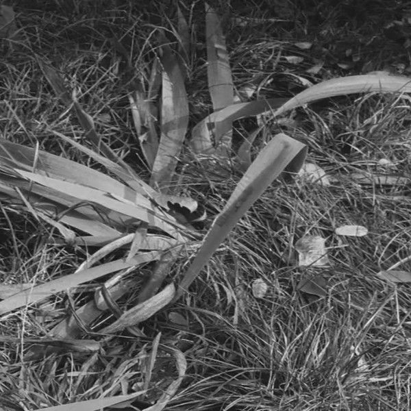 Our Dear Mr. Foerster Died