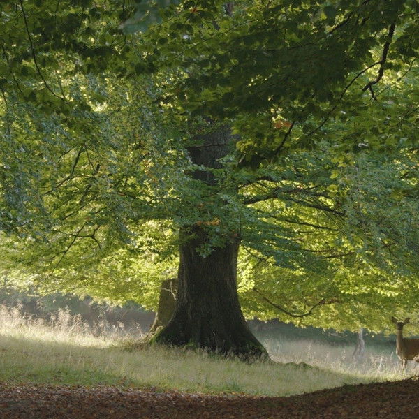 The Hidden Life of Trees