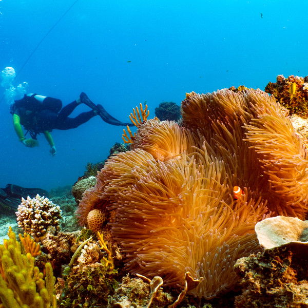 Great Barrier Reef: The Next Generation