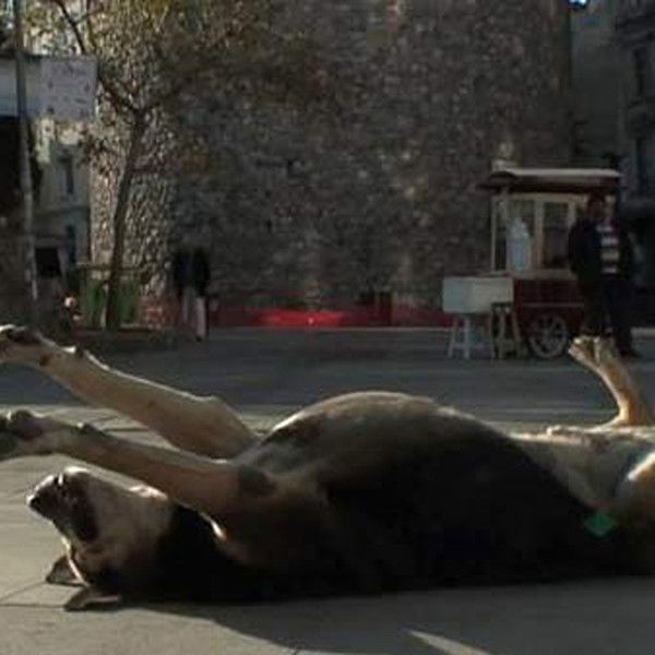 Taşkafa, Stories of the Street