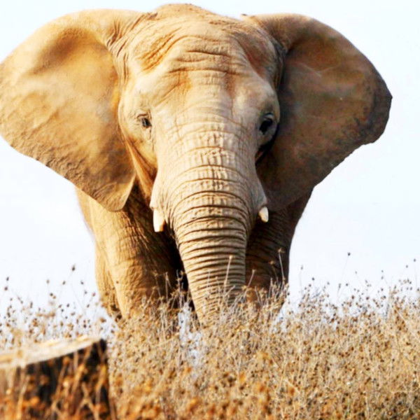 An Apology to Elephants