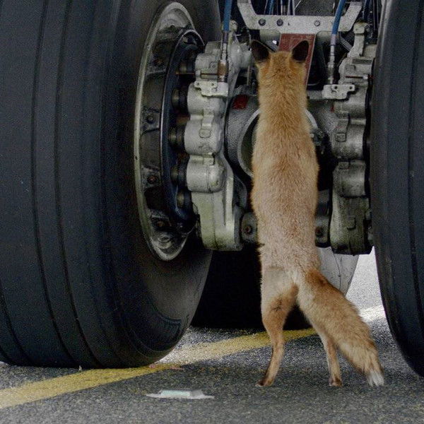 Airport Animal Stories
