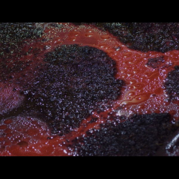 The Five Fingers of a Dog