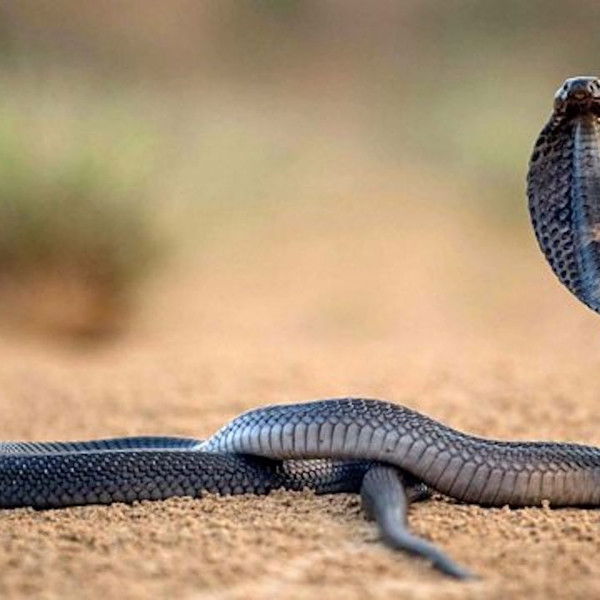 One Million Snake Bites