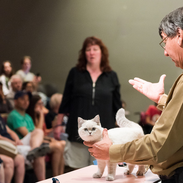 Catwalk: Tales from the Catshow Circuit