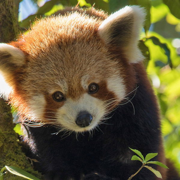 Red Panda: World's Cutest Animal