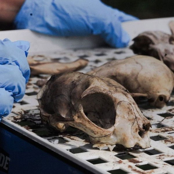 Vulture Culture: Creating Afterlives